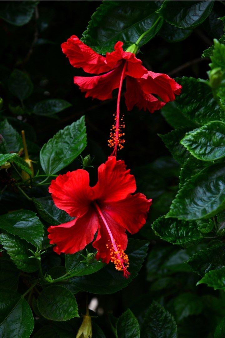 Eternal Embrace: Bouquet of Timeless Love